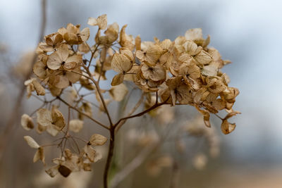 Close-up of flowers on tree