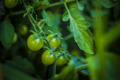 Close-up of tomatoes growing in vegetable garden