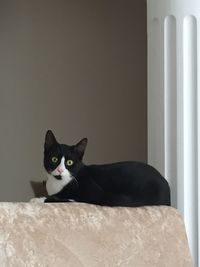 Close-up of cat sitting on sofa