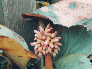 Close-up of autumn leaves on plant