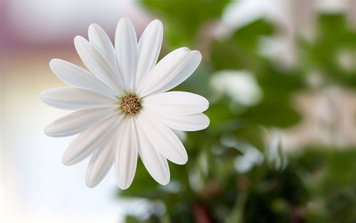 Close-up of white flower