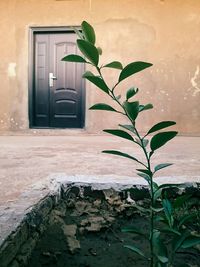 Plant growing on window