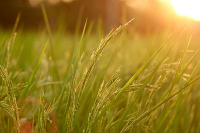Close-up of rice growing on field during sunset