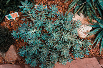 High angle view of potted plants on field