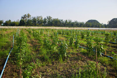 Scenic view of vineyard against sky