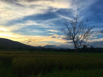 Bare tree on field against sky during sunset