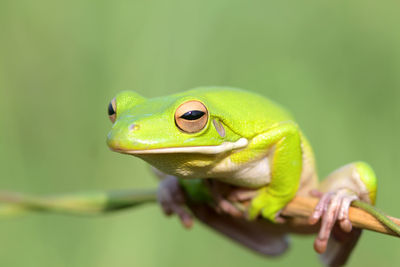 Close-up of frog on twig