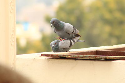 Pigeons mating on railing