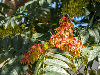 Close-up of red leaves on plant