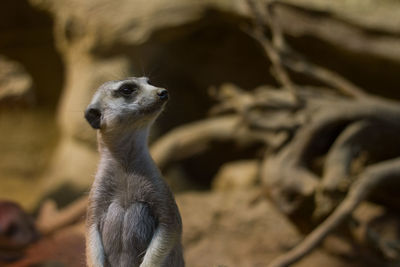 Close-up of meerkat sitting outdoors