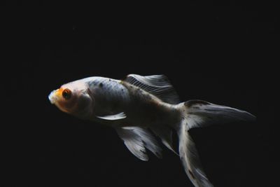 Fish swimming in aquarium