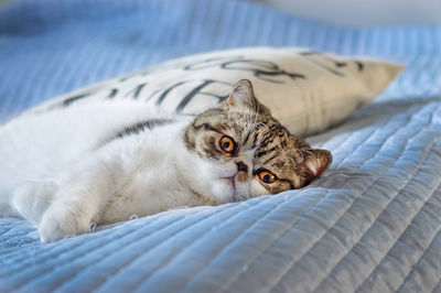 Portrait of cat lying on bed