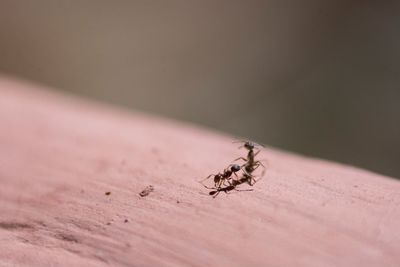 Close-up of insect