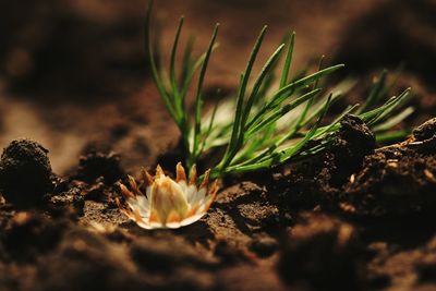 Close-up of flowers against blurred background