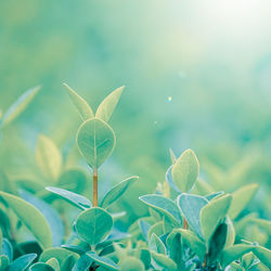 Close-up of flowering plant on field