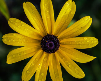 Close-up of wet yellow flower