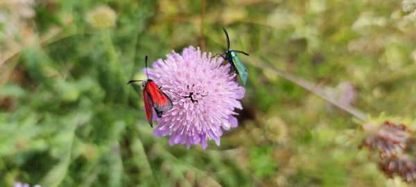 Close-up of butterfly pollinating on purple flower