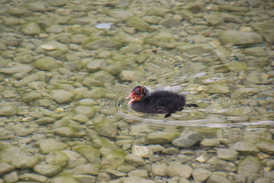 High angle view of bird in water