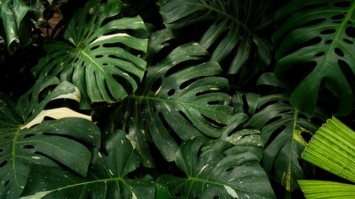 Close-up of green leaves, monstera thai constellation