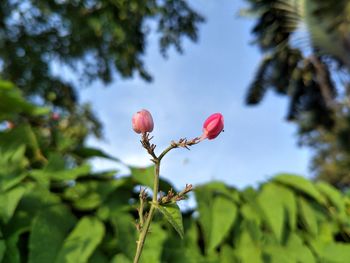 Close-up of flowering plant against sky