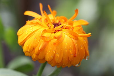 Close-up of orange flower