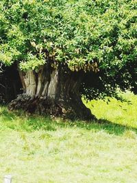 Trees and plants