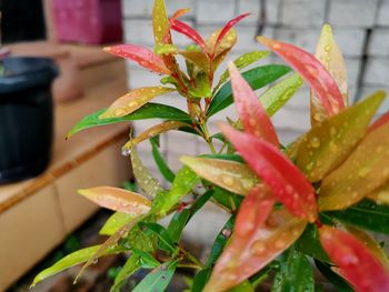 Close-up of wet plant