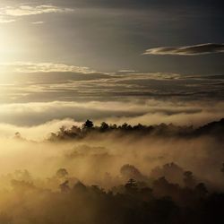 Silhouette trees against sky during foggy weather at morning