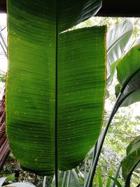 Close-up of green leaf on tree