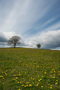 Scenic view of field against sky