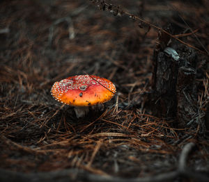 Close-up of dried mushroom on field