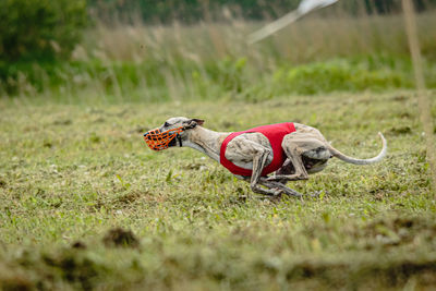 Whippet dog in red shirt running and chasing lure in the field on coursing competition