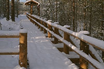 Snow covered land by trees in forest