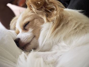 Close-up of dog relaxing