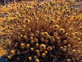 Close-up of yellow flowering plant on field