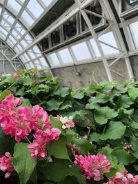 Close-up of pink flowering plants in greenhouse