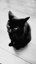 Cat sitting on a floor