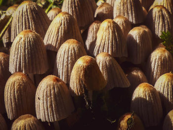 Full frame shot of mushrooms 