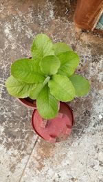 High angle view of fresh green leaves on floor