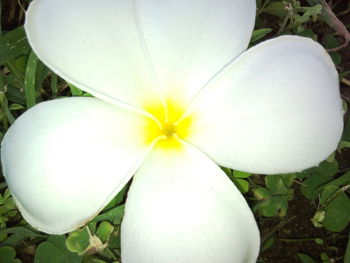 Close-up of white flower blooming outdoors