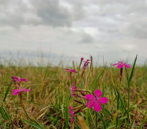 Close-up of pink flowering plants on field