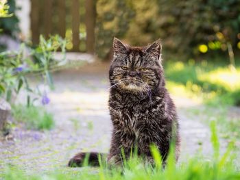 Cat looking away