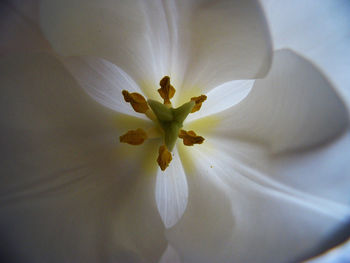 Close-up of white flower