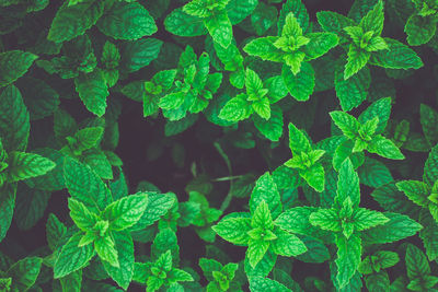 Full frame shot of mint leaves