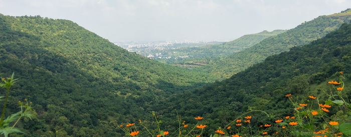 Scenic view of forest against sky