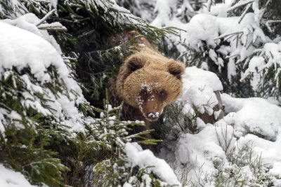 Close-up brown bear in winter forest. danger animal in nature habitat. big mammal. wildlife scene