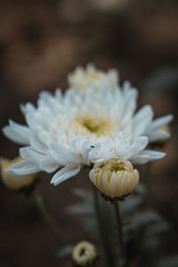 Close-up of white flowering plant