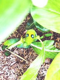 High angle view of green leaf on grass