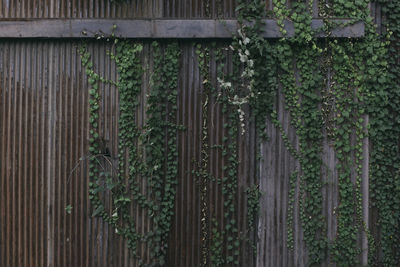 View of bamboo plants