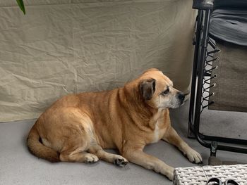 View of a dog resting